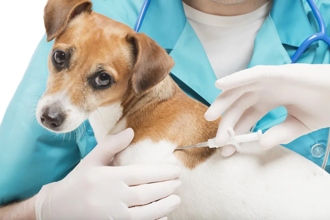 Para os pets, a aplicação do chip não dói mais do que a vacinação de rotina, nem requer anestesia