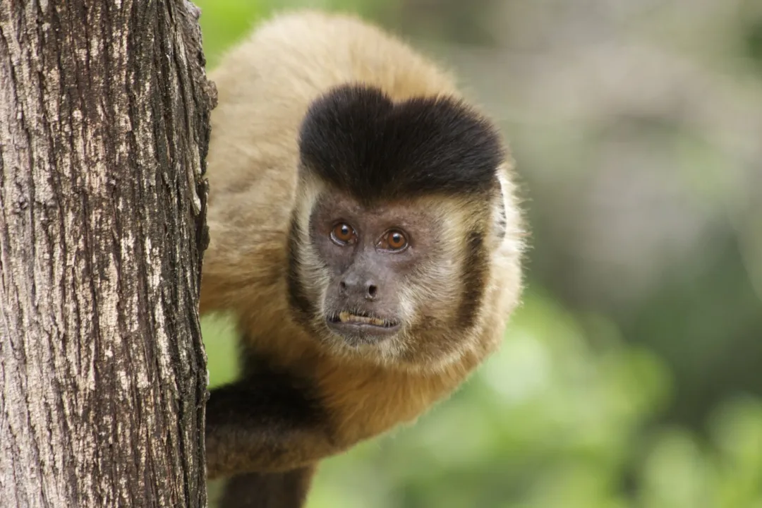 Animal estava sendo criado em uma residência acobertado com documentação falsa