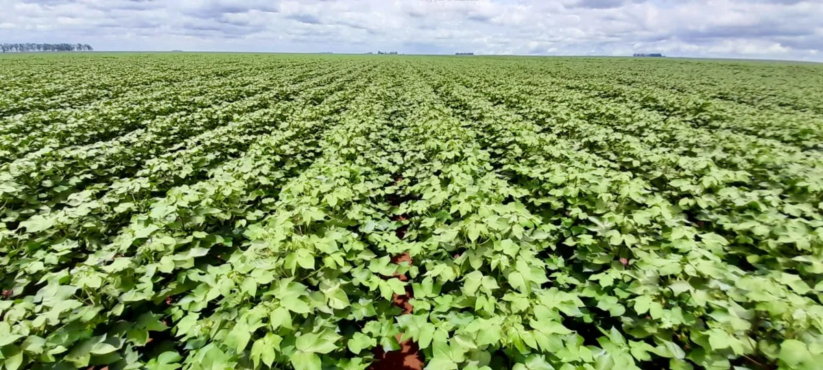 influenciado pelo crescimento do cultivo da mandioca, milho e soja