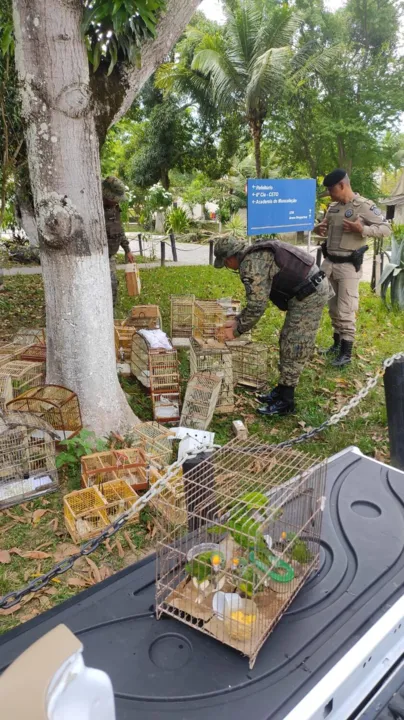 O cativeiro de aves silvestres é crime ambiental, previsto em Lei. Nenhum suspeito foi localizado, na ação.