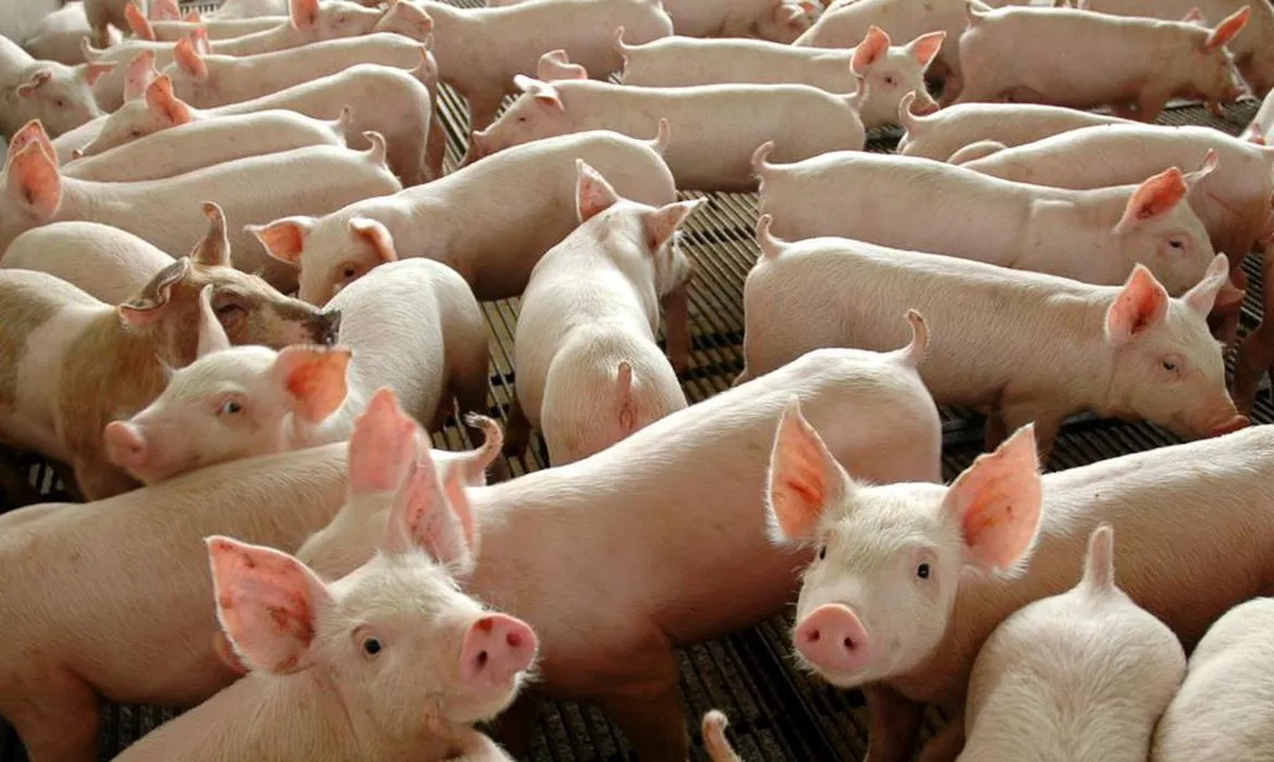 Sete países decidiram deixar de importar carne de porco da Suécia