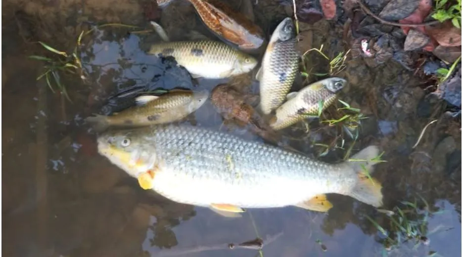 Peixes foram encontrados boiando às margens do rio São Francisco