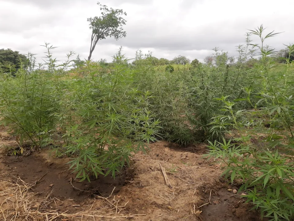 Uma amostra da droga foi encaminhada para a Delegacia Territorial (DT) de Curaçá