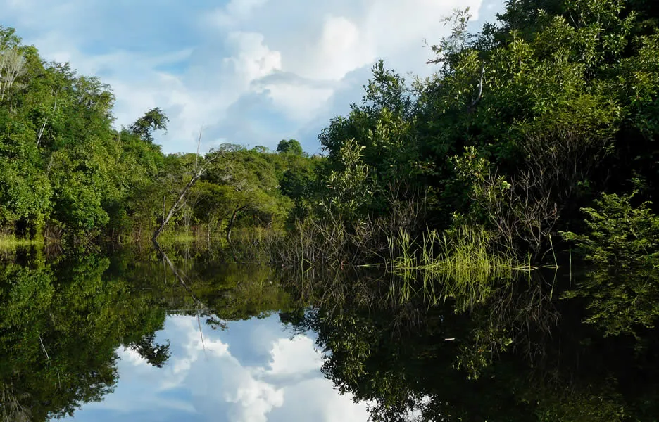 Segundo estudo, a floresta amazônica de pé pode render até R$ 7 trilhões anuais ao Brasil