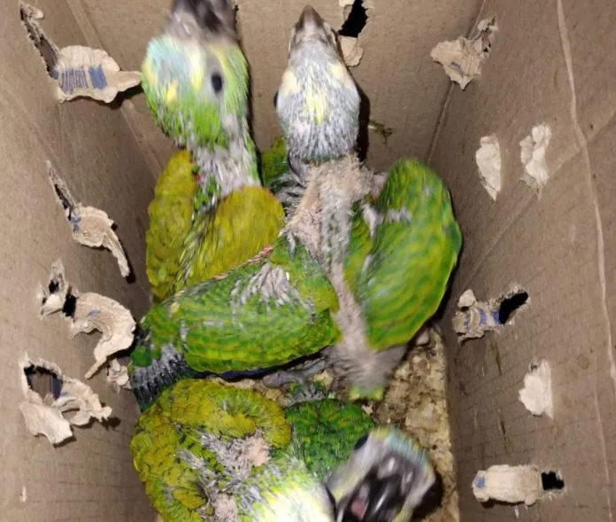 46 aves silvestres no porta-malas