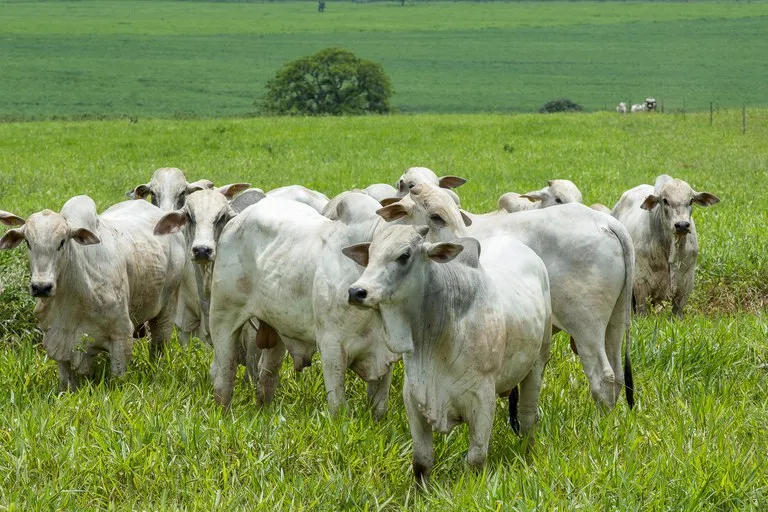 Perdas no setor agrícola foram de R$ 33,7 bilhões de janeiro a setembro