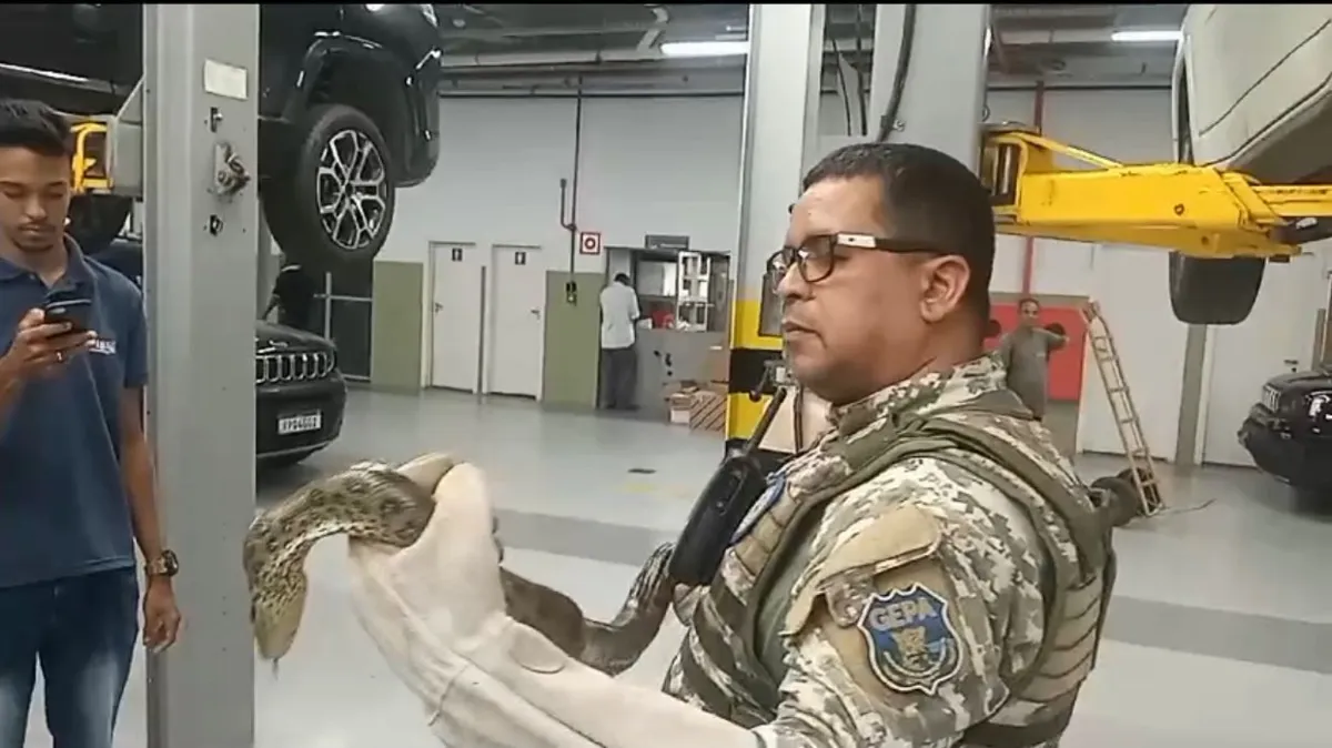 Agente  da GCM efetuando o resgate