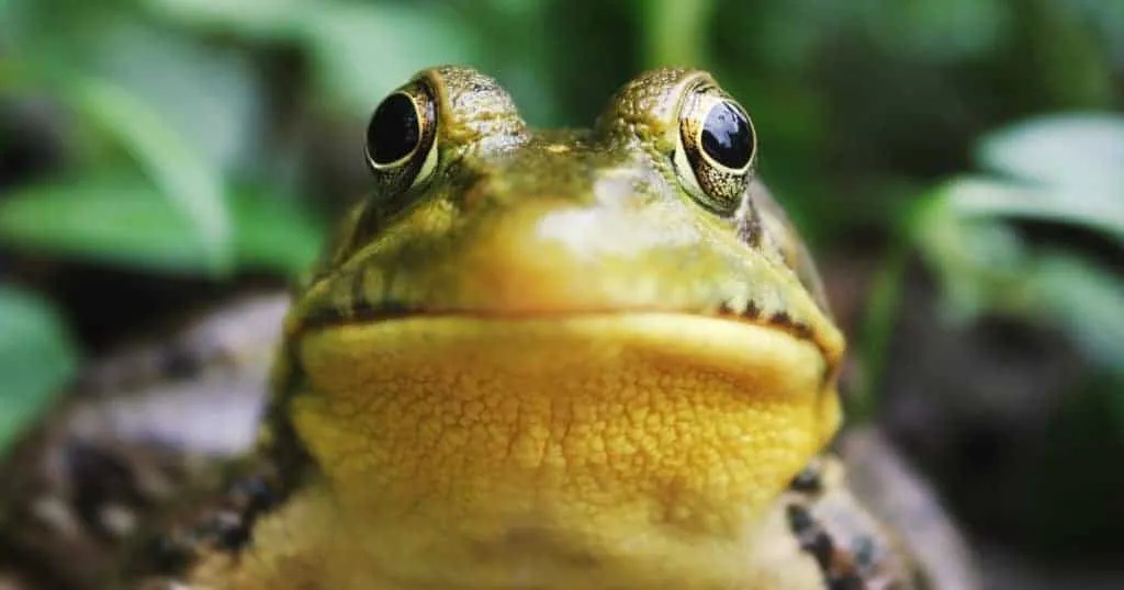 Imagem ilustrativa da imagem VÍDEO: Noiva viraliza ao dançar animada com sapo em festa de casamento