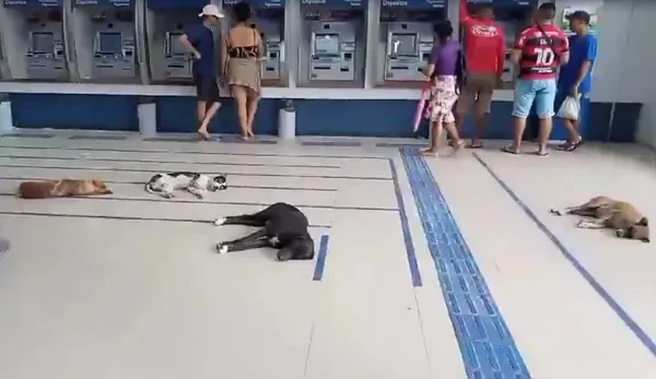 Cachorros dentro de agência bancária no Marajó