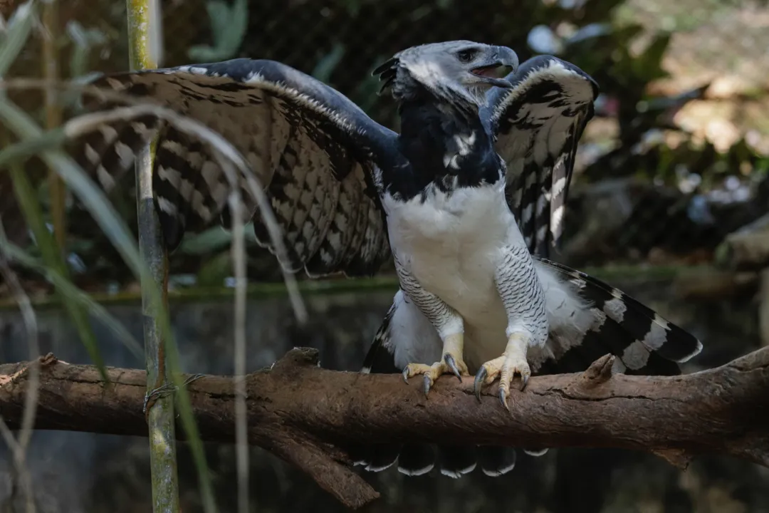 Zoológico da capital recebeu uma harpia