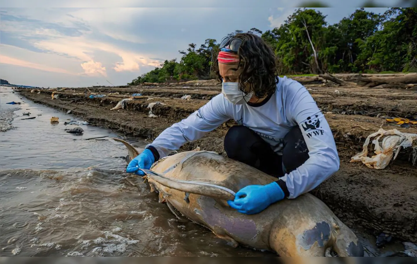 Imagem ilustrativa da imagem ICMBio vai apurar causas da morte de botos no Amazonas