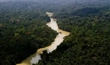 Imagem ilustrativa da imagem Alertas de desmatamento na Amazônia caem 66% em agosto