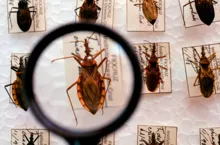 Imagem ilustrativa da imagem Aquecimento global pode provocar extinção de insetos, diz estudo