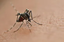 Imagem ilustrativa da imagem Casos de dengue aumentam 35,7% na Bahia