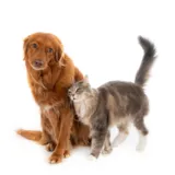 Imagem ilustrativa da imagem Clínica de universidade realiza triagem gratuita em cães e gatos