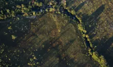 Imagem ilustrativa da imagem Desmatamento do Cerrado ameaça segurança hídrica de todo o Brasil