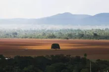 Imagem ilustrativa da imagem Desmatamento no Cerrado tem alta de 60,5% em setembro