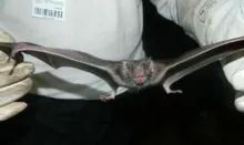 Imagem ilustrativa da imagem Feira de Santana: mais dois casos de raiva em morcegos são confirmados
