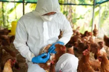 Imagem ilustrativa da imagem Mais um caso de gripe aviária é registrado; total sobe para 120