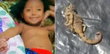 Imagem ilustrativa da imagem Menina de 5 anos morre após ser picada por escorpião