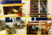 Imagem ilustrativa da imagem PRF resgata 30 aves silvestre no sudoeste da Bahia