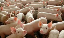 Imagem ilustrativa da imagem Países suspendem importações de carne de porco da Suécia