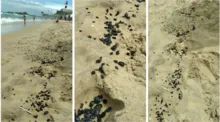 Imagem ilustrativa da imagem Praia da Barra amanhece cheia de óleo na areia neste domingo