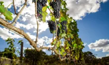 Imagem ilustrativa da imagem Produção mundial de vinho cai para nível mais baixo em 60 anos
