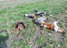 Imagem ilustrativa da imagem Sete cães são encontrados mortos com marcas de tiro