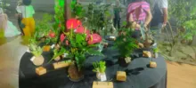 Imagem ilustrativa da imagem Símbolos de harmonia e renovação, plantas são destaque no Bon Odori