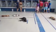 Imagem ilustrativa da imagem Vídeo:  Cachorros 'invadem' banco para aproveitar ar-condicionado