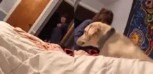 Imagem ilustrativa da imagem Vídeo: mãe manda cachorro para curar "coração partido" da filha