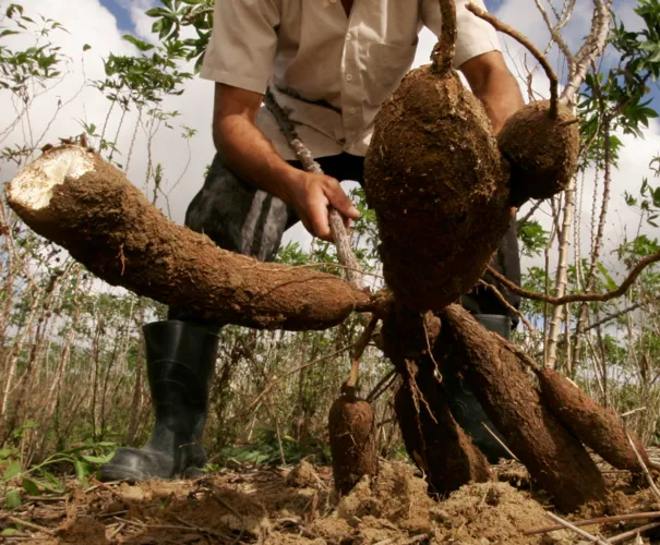 A mandioca, planta nativa, ainda carente da devida assistência