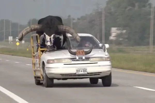 Para conseguir acomodar o touro no carro, o motorista teve que arrancar o teto que cobria o banco do passageiro