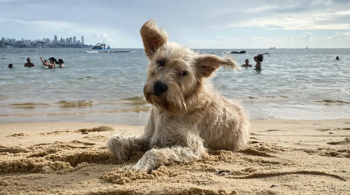 Cachorro deitado na areia da Praia da Boa Viagem