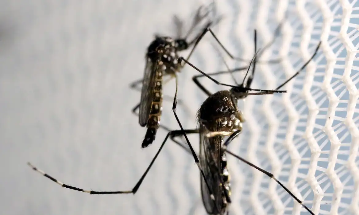 Dengue, Zika e Chikungunya são adquiridas e transmitidas pela picada do mosquito aedes aegypti