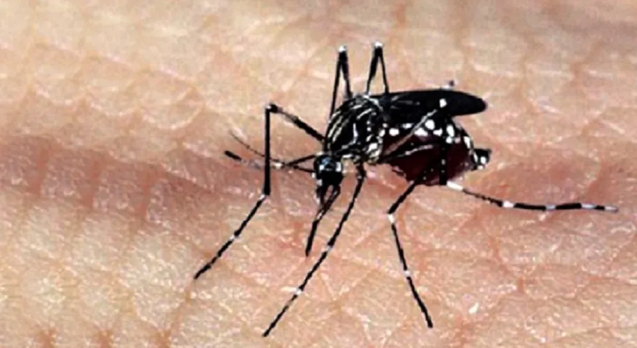 Em todo o mundo a OMS relatou mais de 5 milhões de infecções por dengue e 5 mil mortes pela doença