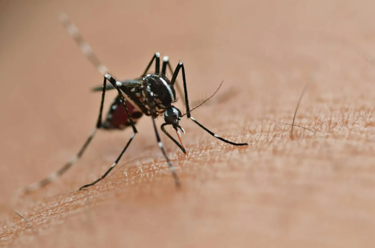 74,8% dos criadouros do mosquito da dengue estão nos domicílios