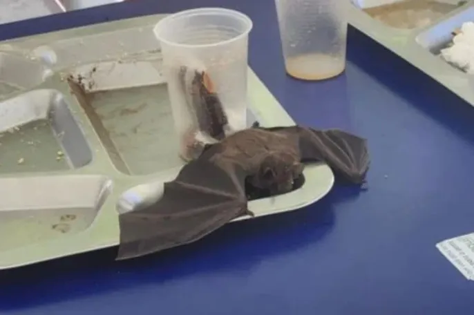 Imagem ilustrativa da imagem Morcego cai em bandeja de estudante em restaurante da Ufba