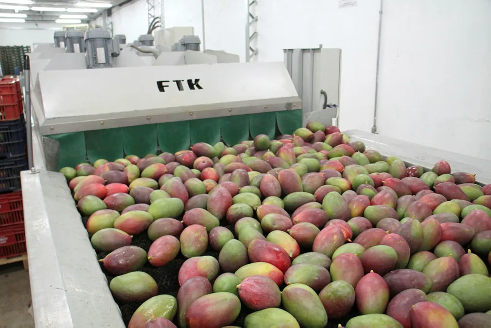 Exportação de frutas baianas cresce 37% e supera a marca de R$ 1 bi