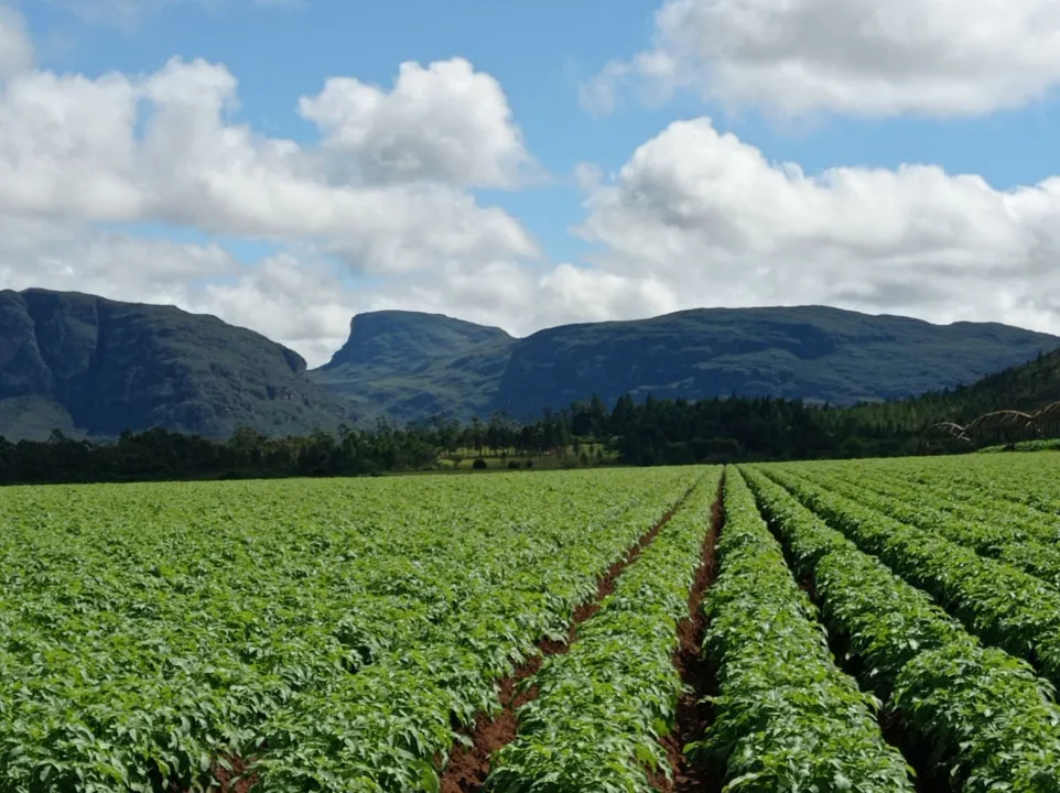 Área de plantação de batatas da Fazenda Sol do Paraguassu