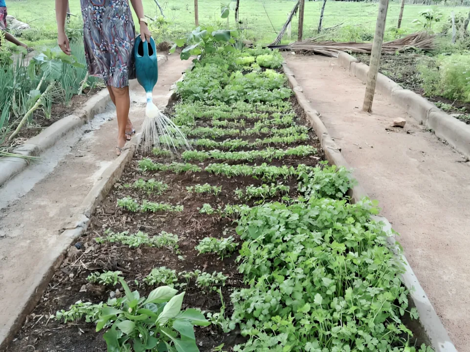 Mulheres de  Santa Bárbara produzem nos quintais de casa, garantem mesa farta para suas famílias e transformam em renda  o excedente