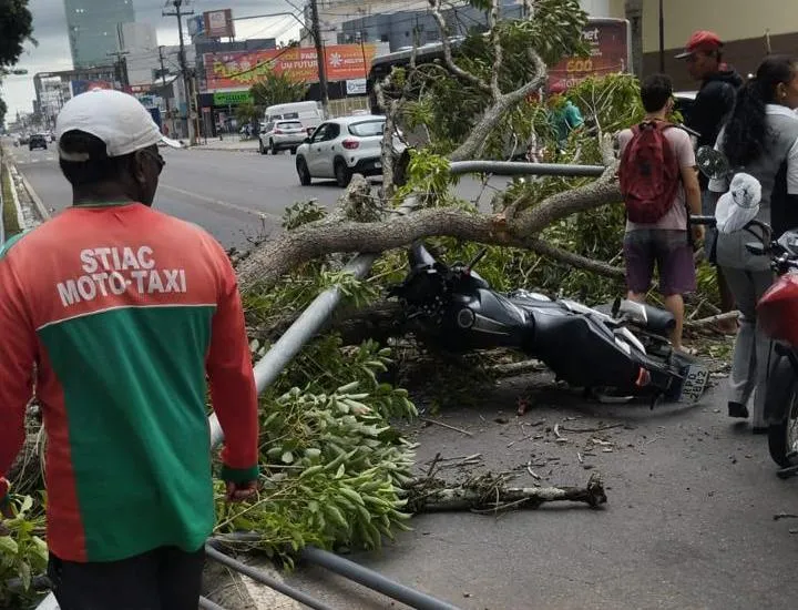 Imagem ilustrativa da imagem Árvore cai e atinge mototaxista em Feira de Santana
