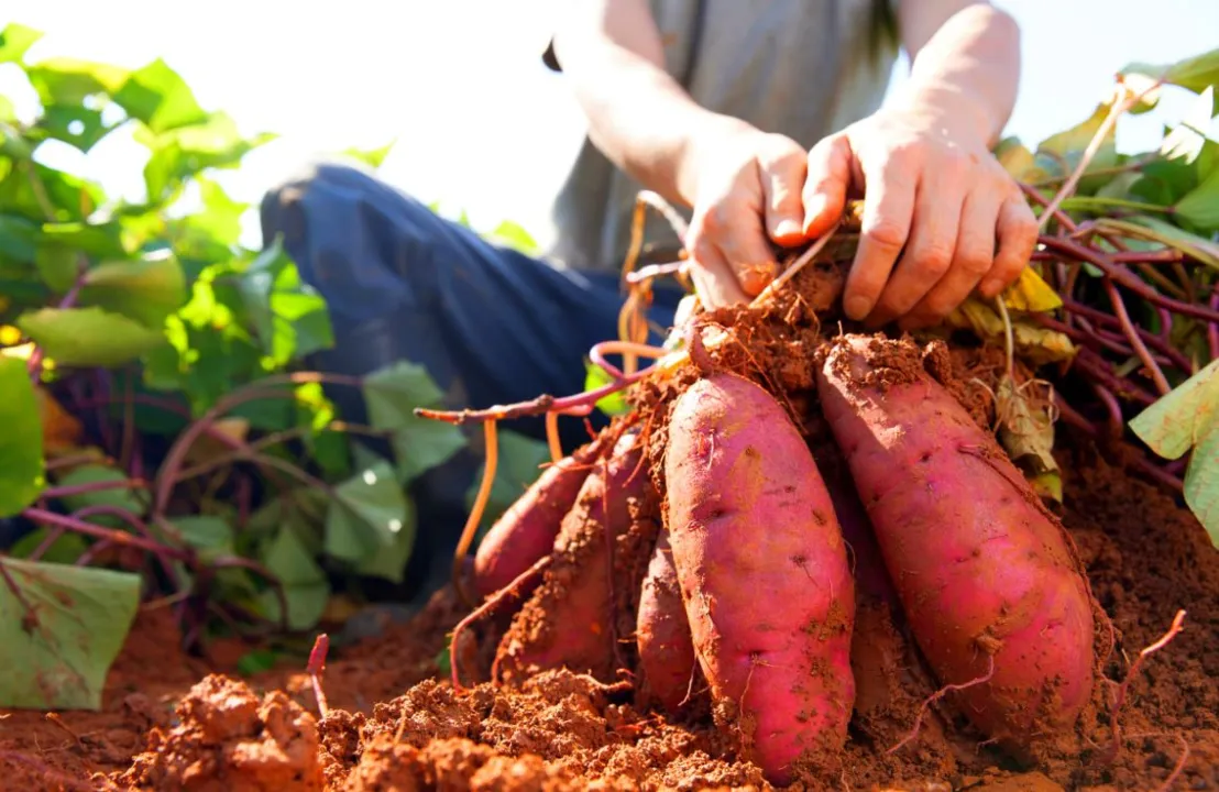 O cultivo vem em crescimento nos últimos 10 anos