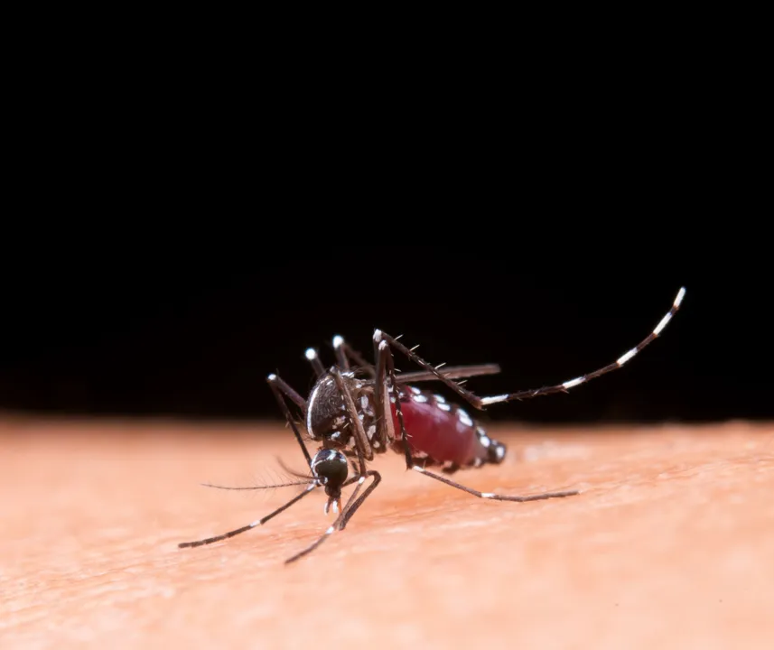 Mosquito macro photography