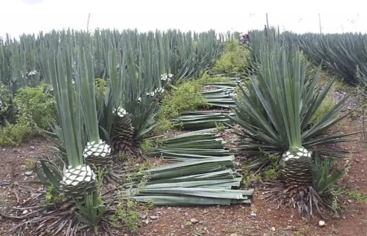 O sisal será usado como nova fonte 
de biomassa na produção de etanol