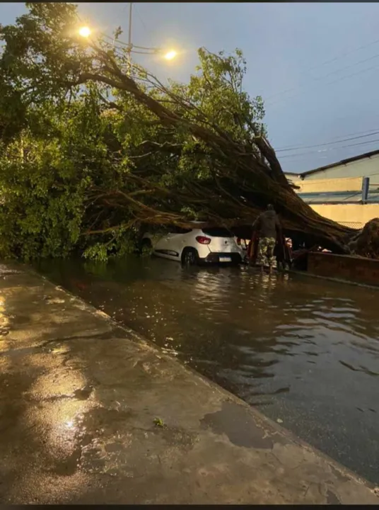 Diversos locais ficaram sem energia e tiveram queda de árvores por conta da chuva e ventos fortes