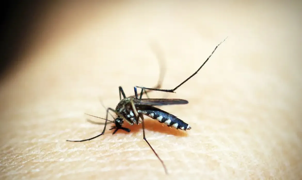 Rio de Janeiro já registra mais de 10 mil casos de dengue neste ano