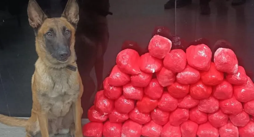 Polícia apreende cocaína com ajuda de cão em Jequié
