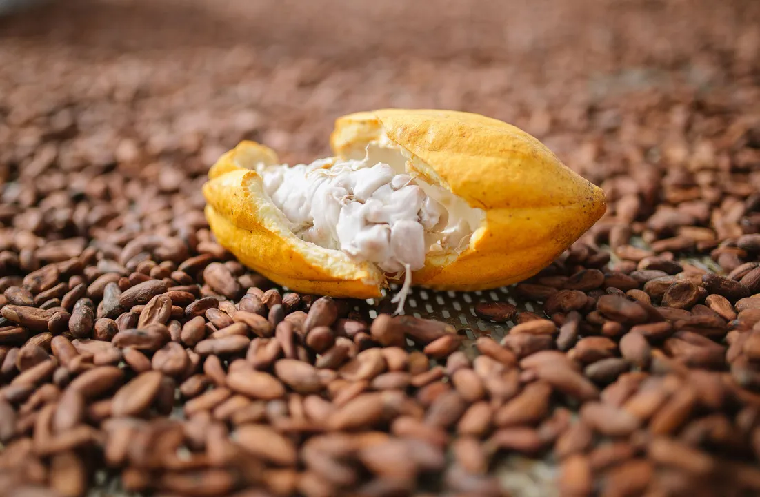 ECONOMIA
Queremos que a Bahia se reconheça como produtora e consumidora dos produtos gourmet e artesanais da agroindústria do estado”, afirmou o coordenador geral da Origem Week Feira de Negócios, Marco Lessa, sobre o evento que movimenta o Centro de Convenções, em Salvador, de 09 a 12 de junho.

Dentro da feira acontecem eventos relevantes como o Salão do Café e a primeira edição do ‘Chocolat Salvador Festival’.
Fazenda de cacau
NA FOTO: cacau
FOTO: Divulgação